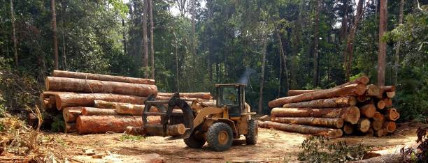 How Our Tree Care Process Works  in  Steele, AL