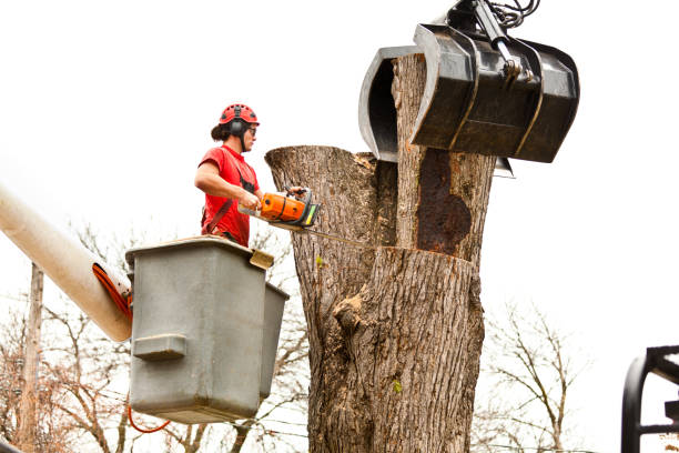 Reliable Steele, AL Tree Services Solutions